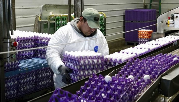 Kuş gribiyle mücadele projelerine 100 milyon dolarlık bütçe