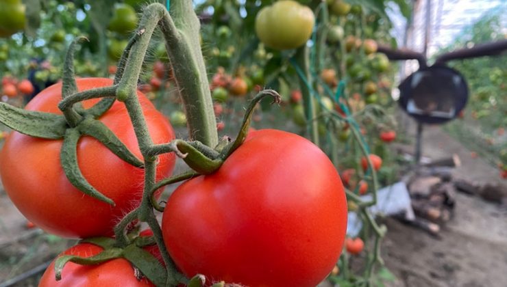 Ocakta domatesin miktarı da fiyatı da arttı