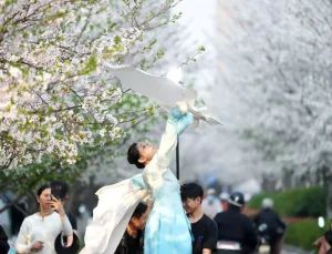 Hangzhou’da 3.000 Kiraz Ağacı Çiçek Açtı
