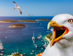 Turistlere saldırıyorlar… Hırvatistan turizmine martı tehlikesi